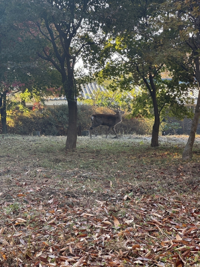 수원시 광교산 인근에서 발견된 사슴. (사진=수원시 제공)