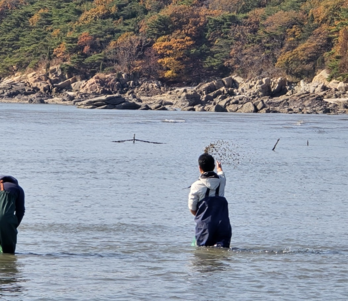 중구 무의도 해역에 어린 바지락 40만 마리를 방류하고 있다. ( 사진 = 인천시 제공 )