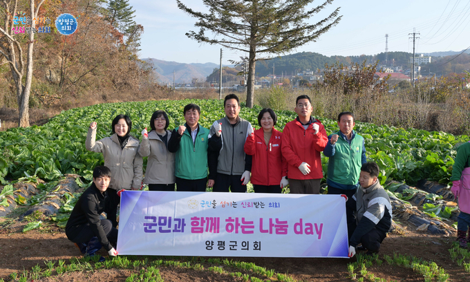 양평군의회는 13일 '2024년 군민과 함께하는 나눔 day' 11월 행사로 양평군 청운면 비룡리 새마을 배추밭에서 김장배추 수확 봉사활동을 가졌다. (사진=양평군의회 제공)