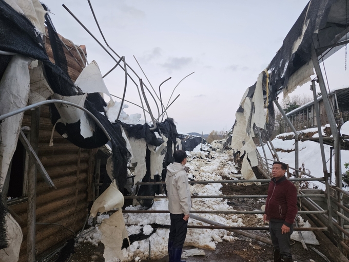 지난 28일 장주익 수원축산농협 조합장(오른쪽)이 폭설 피해 농가를 살펴보고 있다. (사진=수원축산농협 제공)
