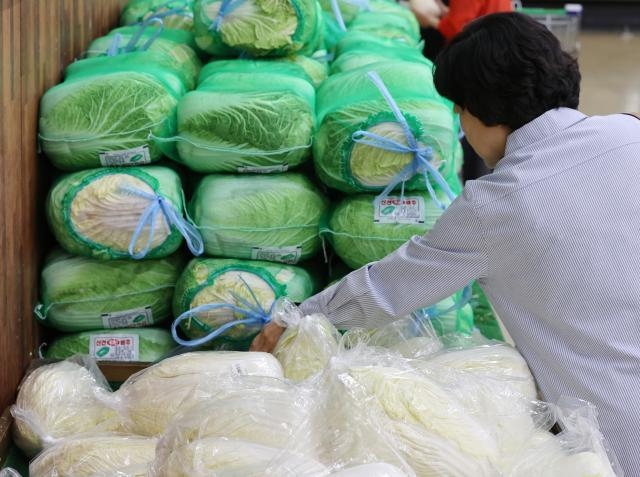 시민이 배추를 고르고 있다. (사진=연합뉴스 제공)