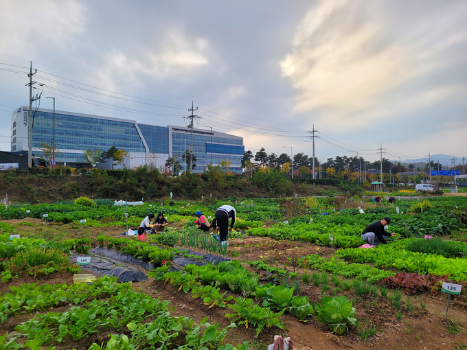 성남시청 건너편에 있는 성남시민농원 내 실버텃밭 가꾸고 있는 시민들. (사진=성남시 제공)