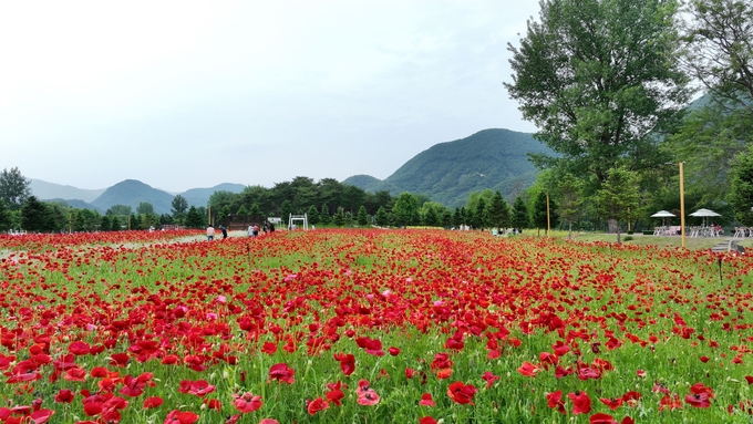자라섬 남도 꽃 축제. (사진=가평군 제공)