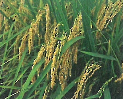 경기도 육성 벼 신품종 ‘연진’. (사진=연천군 제공)