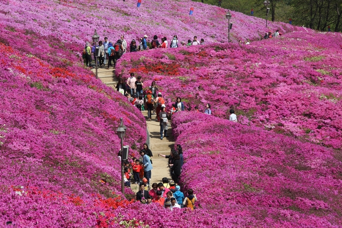 군포시 철쭉동산. (사진=군포시 제공)