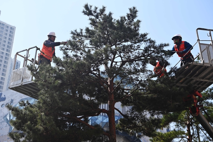 절기상 춘분(春分)을 하루 앞둔 19일 수원시 영통구 광교중앙로 일대에서 관계자들이 가로수를 가지치기하며 새봄맞이를 하고 있다.