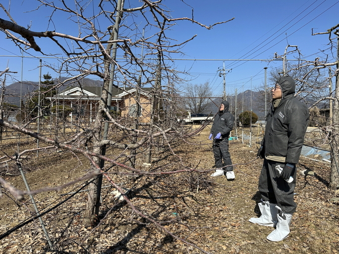 포천시농업기술센터는 오는 7월 31일까지 과수화상병 확산을 방지하기 위한 ‘과수화상병 예찰·방제 현장대응 집중기간’을 운영한다. (사진=포천시농업기술센터 제공)