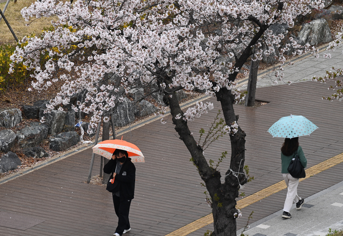 지난달 14일 안산시 고려대학교병원 앞에 피어난 벚꽃 아래로 시민들이 우산을 쓴 채 걸음을 재촉하고 있다. (사진=옥지훈 기자)