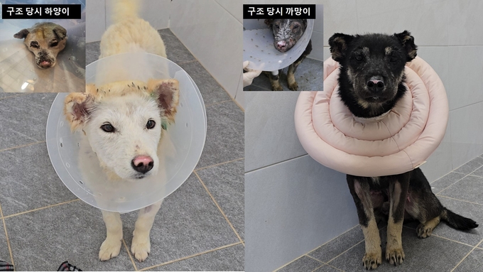 경북 산불 구조견 중 ‘하양이’와 ‘까망이’의 구조 당시와 회복 후 모습. (사진=경기도 제공)