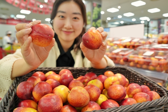 서울시 중구에 위치한 롯데마트 제타플렉스 서울역점에서 '상생 천도복숭아'를 홍보하는 모델의 모습 (사진=롯데마트 제공)