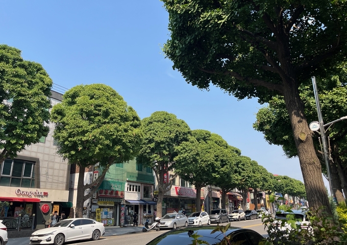 미추홀구 인하로에 조성된 특색 있는 가로수길 모습. ( 사진 = 미추홀구 제공 )
