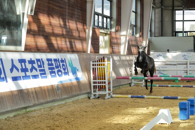  한국마사회가 국산마 품평회 및 어린말 승마대회를 개최한다. (사진=한국마사회 제공)