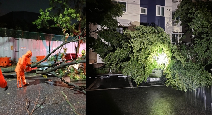 20일 서구 마전동과 남동구 간석동에서 나무가 쓰러졌다. ( 사진 = 인천소방본부 제공 )