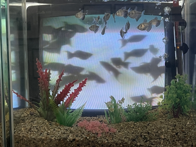 백남준, TV 물고기, 1975(1997) 중 일부. (사진=류초원기자)