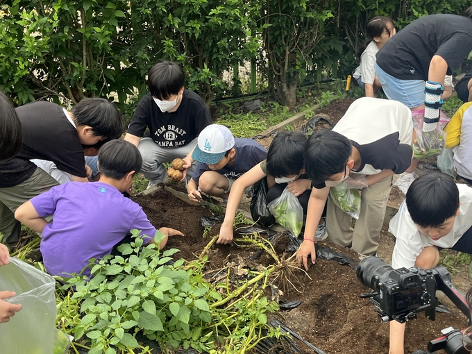 24일 김포 고창초등학교 생태숲학습터 텃밭에서 청수초등학교 학생들이 감자를 캐고 있다. (사진=안규용 기자)