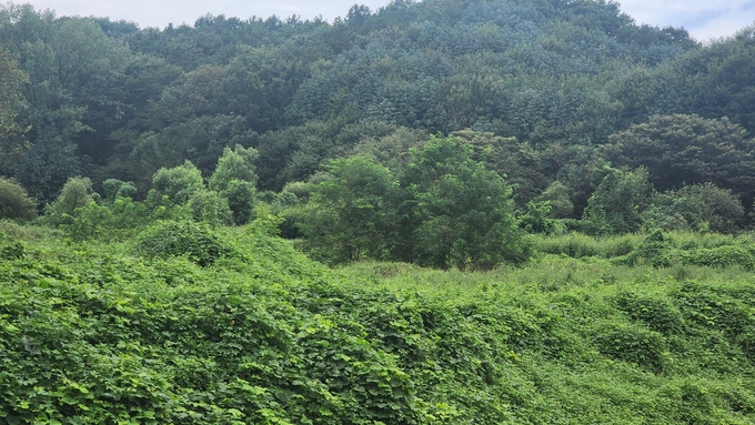  세계복음화전도협회가 2005년부터 청소년수련원을 설립하겠다고 한 임야. 20년이 지난 현재까지 아무런 공사가 이뤄지지 않고 있다. (사진=박진석 기자)