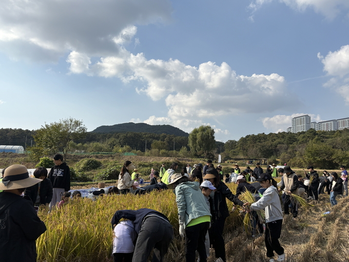  지난 25일 칠보 생태환경체험교육관이 권선구 호매실동 친환경 논 체험장(개구리논)에서 시민과 함께하는 가을걷이 행사를 진행하고 있다. (사진=수원시 제공)