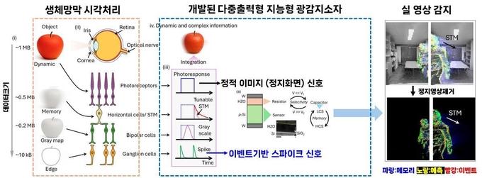 아주대학교 서형탁 교수 연구팀이 지능형 이미지 처리가 가능한 AI 머신 비전용 뉴로모픽 광센서를 개발했다. 사진은 연구 이미지. (사진=아주대학교 제공)