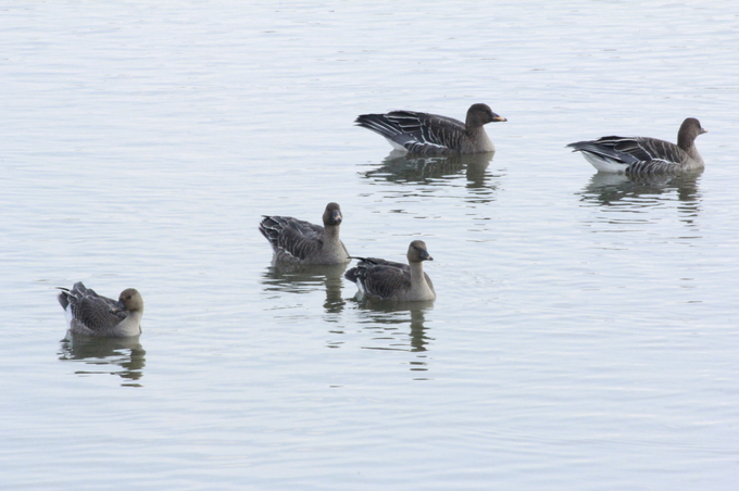 왕송호수에서 관찰된 큰기러기. (사진=의왕도시공사 제공)