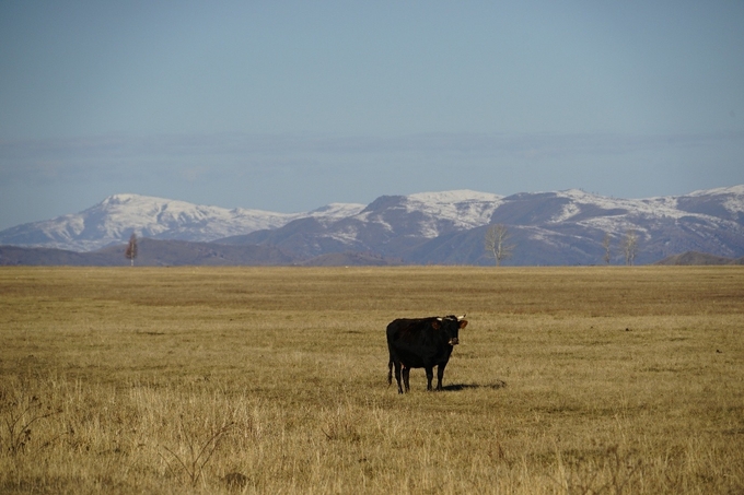 [카자흐스탄 통신] 디아스포라가 미래다