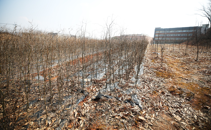 한국토지주택공사(LH) 직원이 투기 의혹이 일어난 토지에 심은 산수유 나무들의 모습. (사진=연합뉴스)